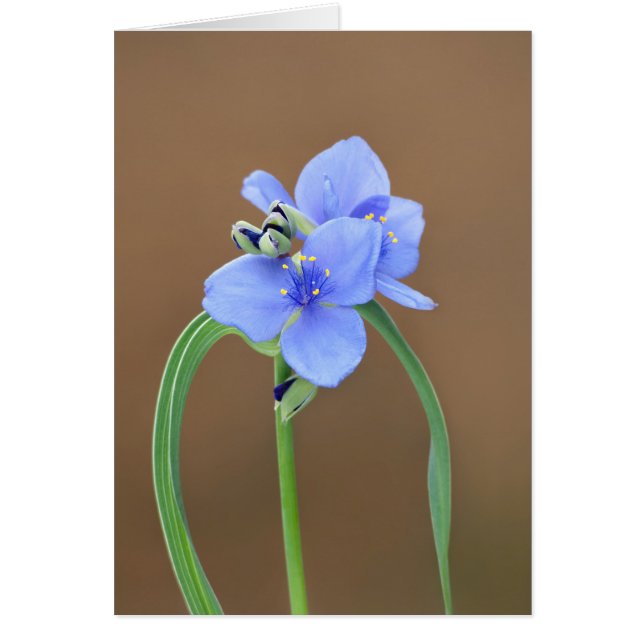 Closeup de la fleur d'araignée (Devant)