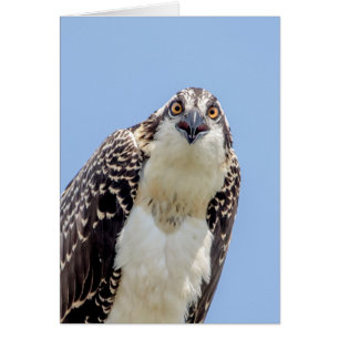 Closeup d'un balbuzard juvénile