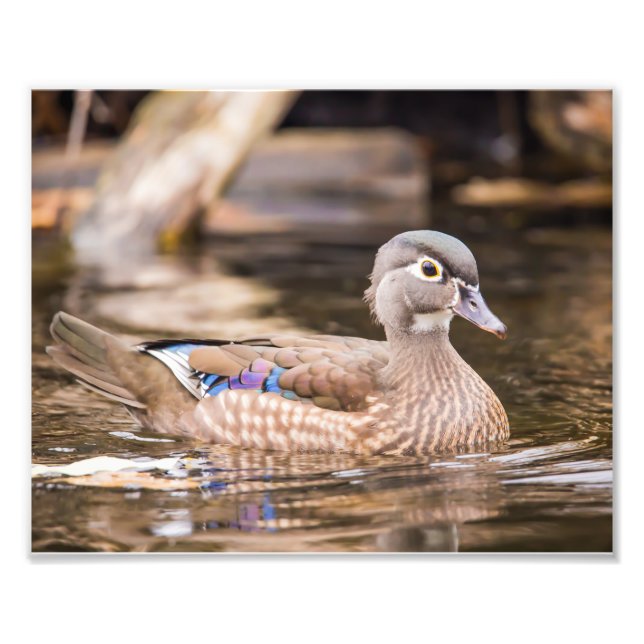 Closeup of Wood Duck Photographie (Devant)