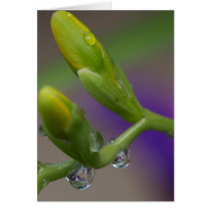 Closeup Water Drops Morning Glory Reflections