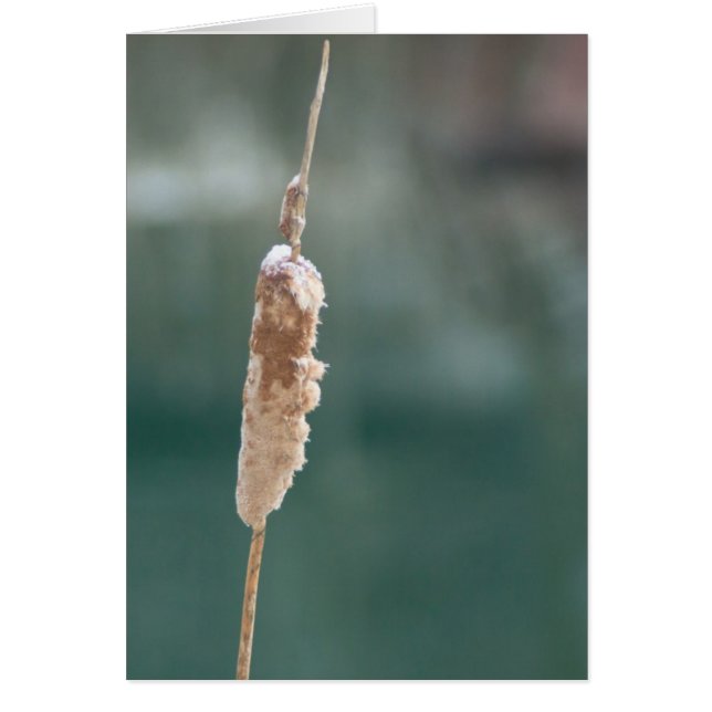 Closeuse de Cattail d'hiver (Devant)