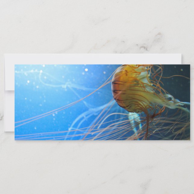 Closeuse de méduse de natation (Devant)