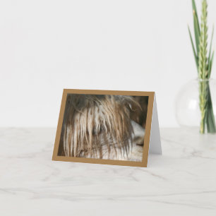 Clôture Alpaca - Carte