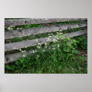 Clôture avec affiche Fleur sauvage