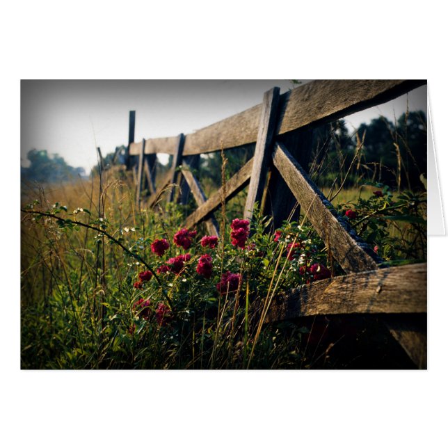 Clôture et Roses (Devant horizontal)