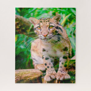 Clouded Leopard Big Cat's Jigsaw Puzzle