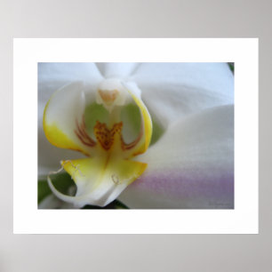 Clouds à orchidées blanches Phalaenopsis Poster Ar