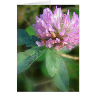 Clover