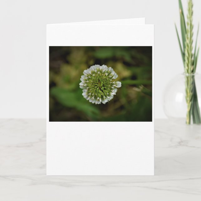 Clover, carte (Devant)