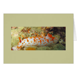 Clown Nudibranche
