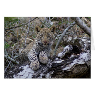 Club sud-africain Leopard