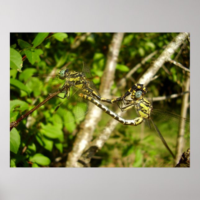 Club-tailed Dragonflies Poster (Devant)