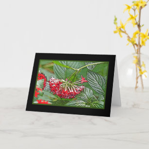 CLUSTER DE LA CARTE DE FLEURS ROUGE PENTAS LANCEOL