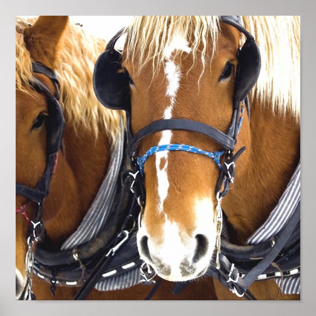 Clydesdale Draft Horse Poster Print (Devant)