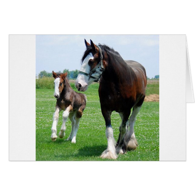 Clydesdale et Filly (Devant horizontal)