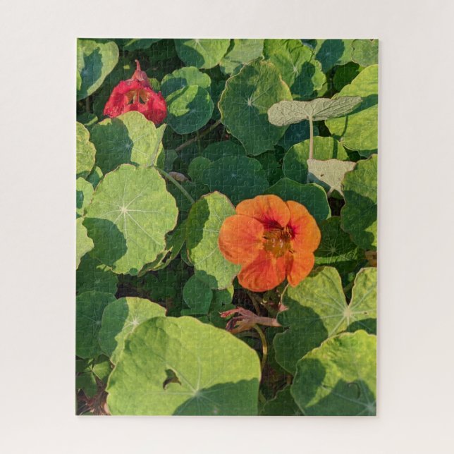 Coastways nasturtiums puzzle de 520 pièces (Vertical)