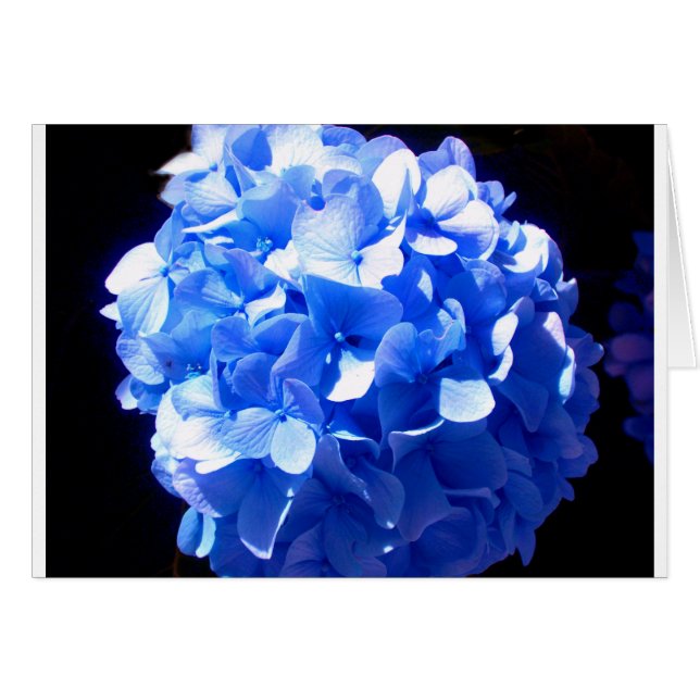 Cobalt bleu floral élégant bleu hydrangées (Devant horizontal)