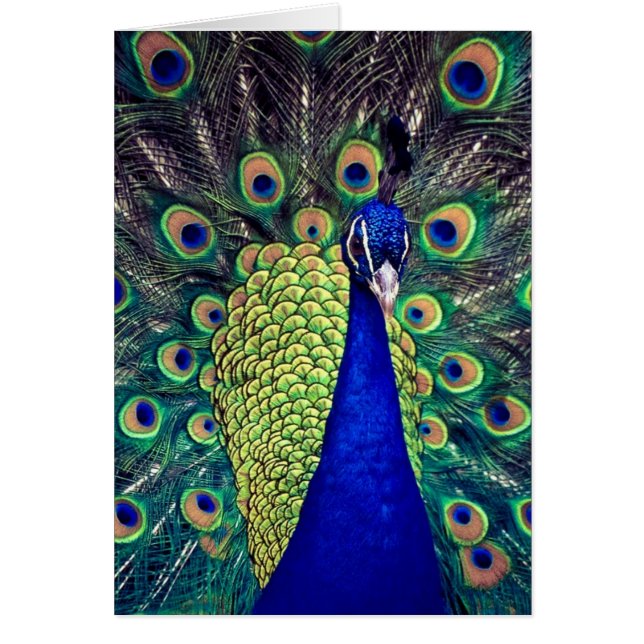 Cobalt Blue Peacock (Devant)
