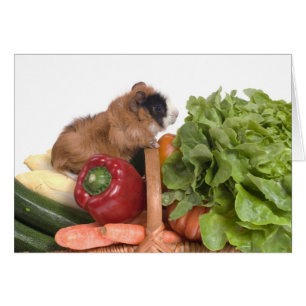 cobaye dans un panier de légumes