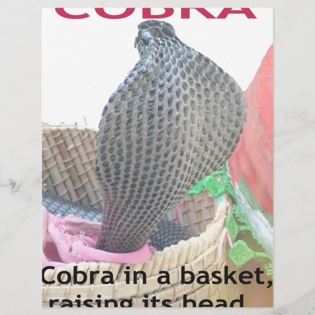 Cobra dans un panier prêt à cracher du feu (Devant)