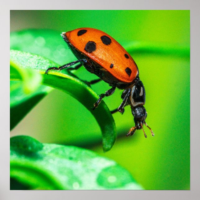Coccinelle Macro Impression | Art de la nature ver (Devant)