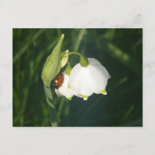 Coccinelle sur fleur de flocon d'été DIY carte pos
