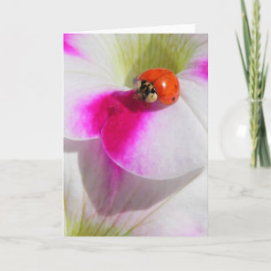 Coccinelle sur la carte de vœux pétunia
