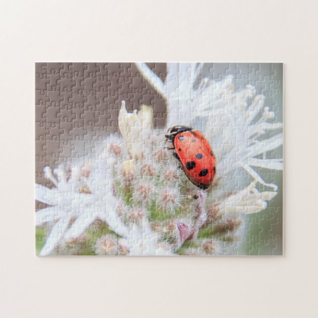 Coccinelle sur Silverleaf Phacelia sur le puzzle (Horizontal)