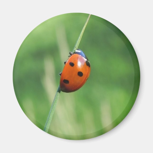 Coccinelle sur une brin d'herbe  Aimant (Devant)
