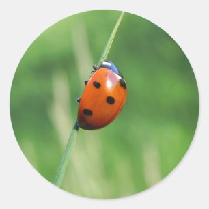 Coccinelle sur une brin d'herbe Autocollant