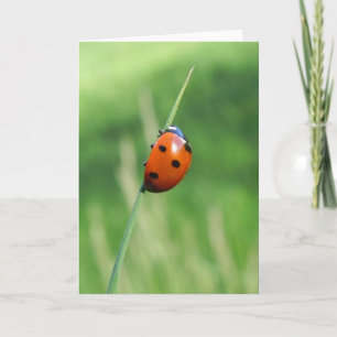 Coccinelle sur une brin d'herbe Carte de vœux