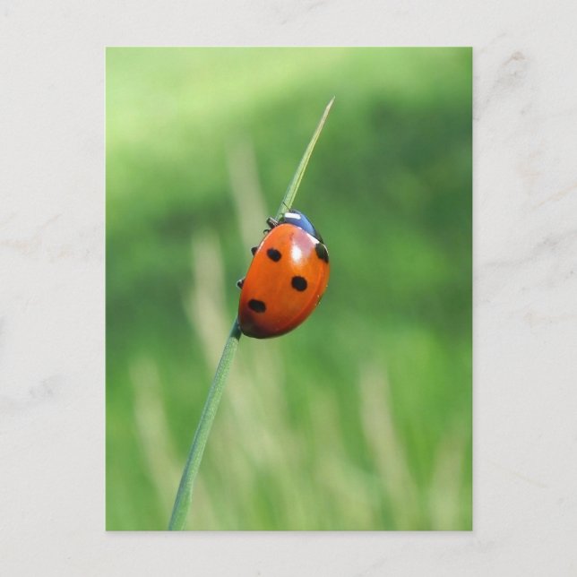 Coccinelle sur une brin d'herbe Carte postale (Devant)
