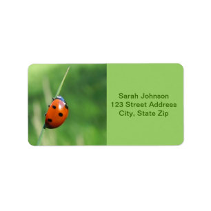 Coccinelle sur une lame des étiquettes d'herbe