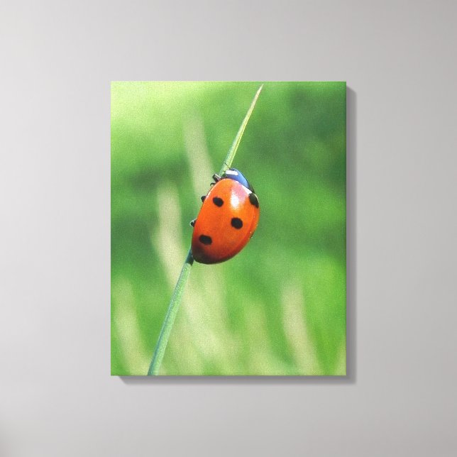 Coccinelle sur une lame d'herbe Impression sur toi (Recto)