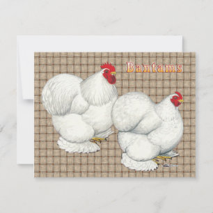 Cochin : Bantams blancs