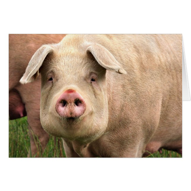 Cochon (Devant horizontal)