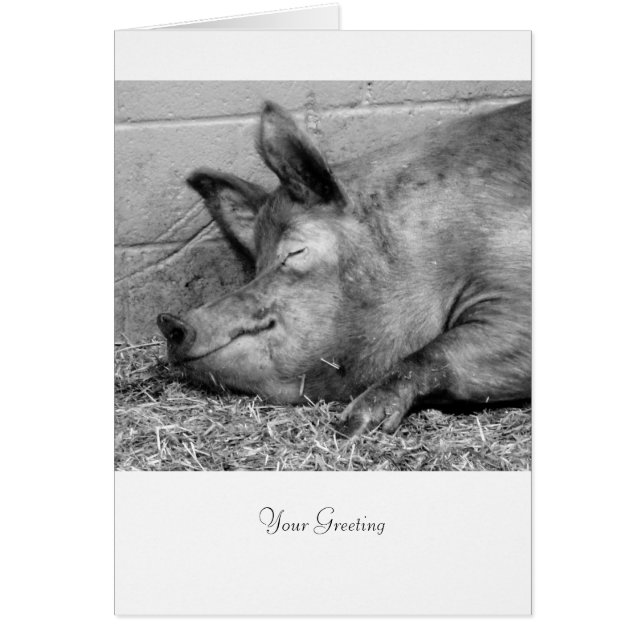 Cochon De Dormir Pour Toutes Les Ocassions (Devant)