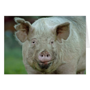 Cochon domestique