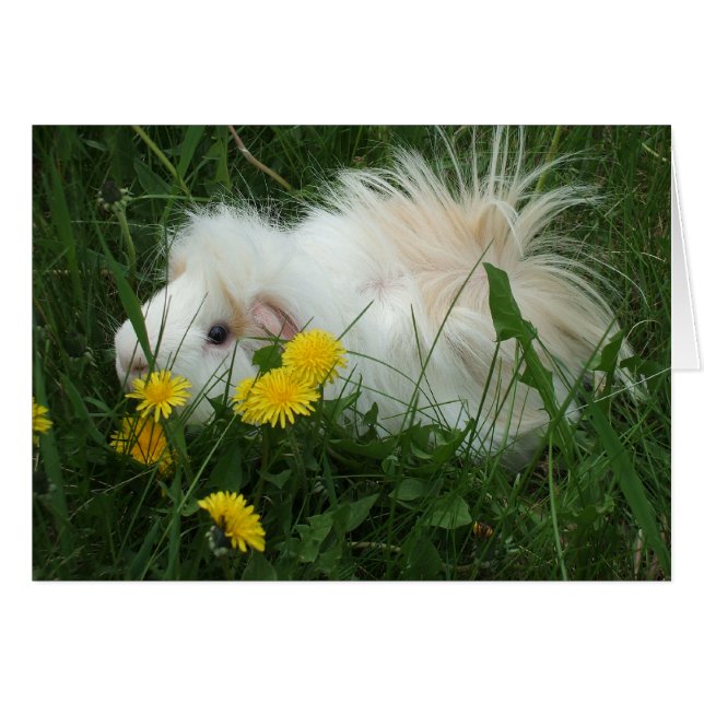 Cochon sauvage (Devant horizontal)