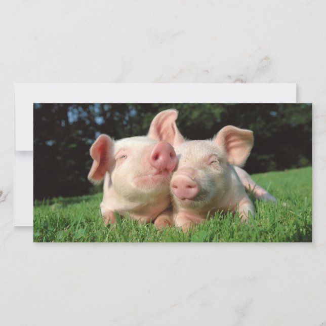 Cochons ensemble (Devant)