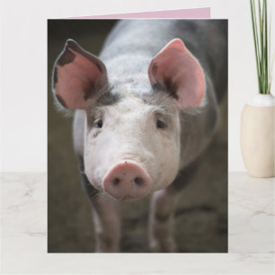 COCHONS ET BISOU CARTE DE COCHON CARTES