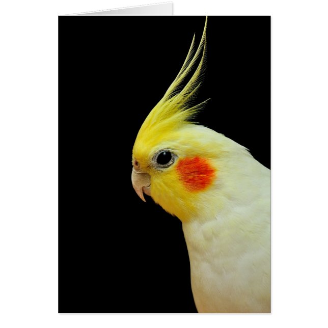 Cockatiel de Lutino (Devant)
