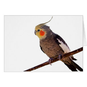 Cockatiel gris et jaune Pet Oiseau couleur photo