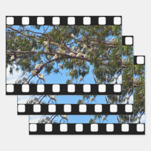 Cockatoès Blanc Dans Les Gommes, Feuilles D'Envelo