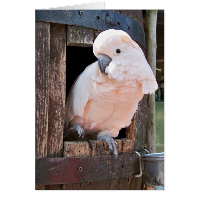 Cockatoo Moluccan (Devant)