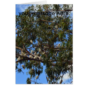Cockatoos australiens sauvages,