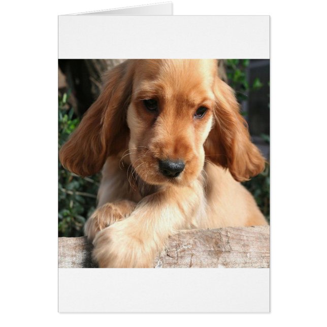 COCKER SPANiEL (Devant)