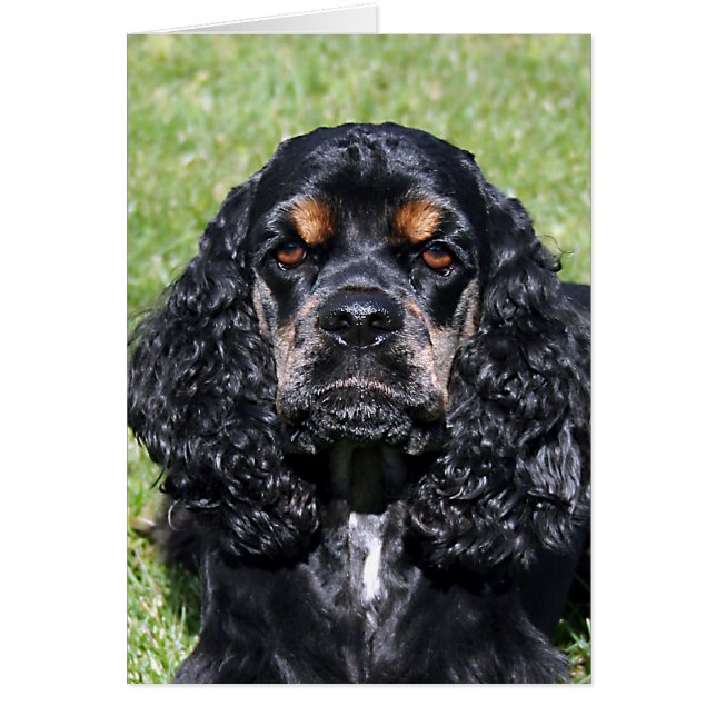 Cocker Spaniel (Devant)