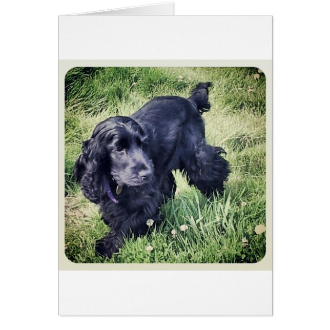 Cocker Spaniel (Devant)