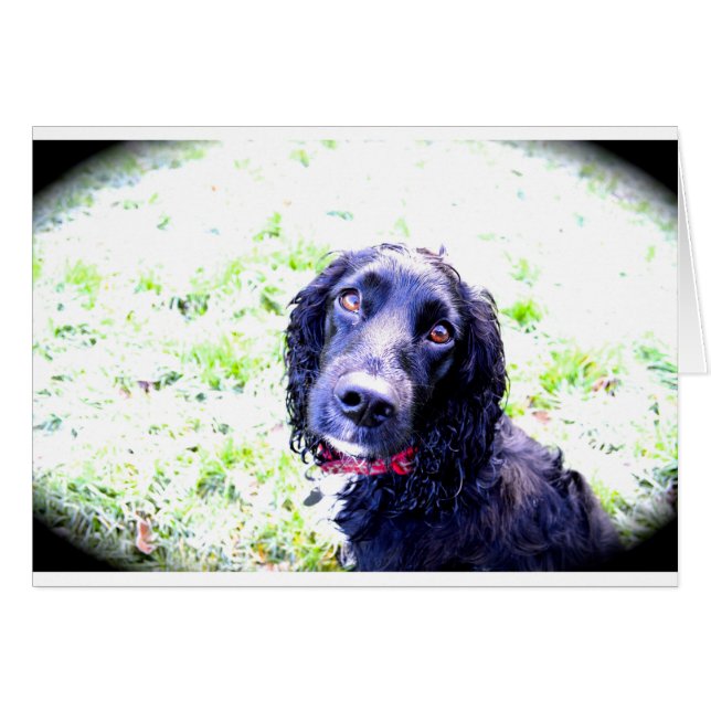 Cocker Spaniel (Devant horizontal)